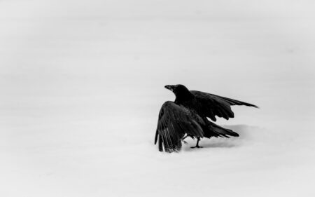 Trying To Take Flight11x14" Print
