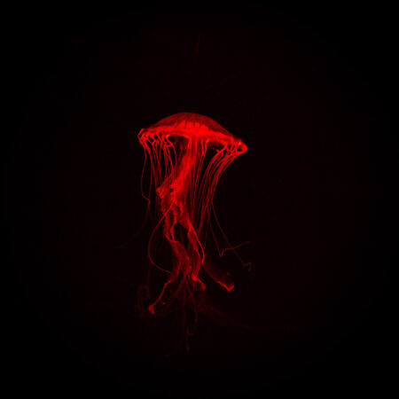 Jellyfish 11x14" Print