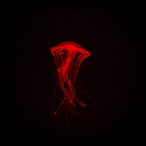 Jellyfish 11x14" Print