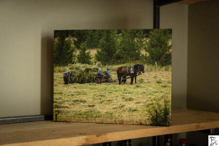 Learning To Take The Reigns 11x14" Limited Gallery Wrapped Canvas