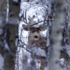 "Hidden" Limited Edition Gallery Wrapped Canvas 11x14" - Image 2