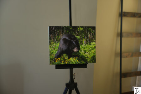 "Spring Bear" Limited Edition Gallery Canvas 11x14"
