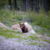"Curious Lil Bear" Limited Edition Framed Matte Print - Image 2