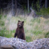 "Fuzzy lil Bear" Limited Edition Framed Matte Print - Image 2