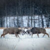 "The Showdown" Limited Edition Framed Matte Print - Image 2